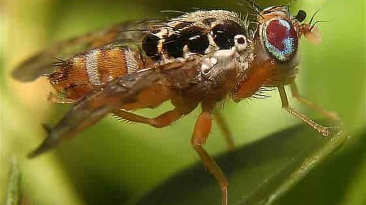 Μύγα Μεσογείου