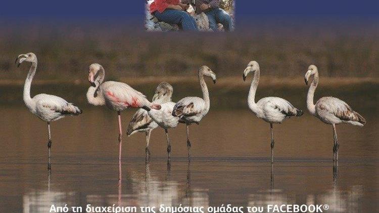 Διαγωνισμός ερασιτεχνικής φωτογραφίας άγριας ζωής της  λίμνης Κάρλα