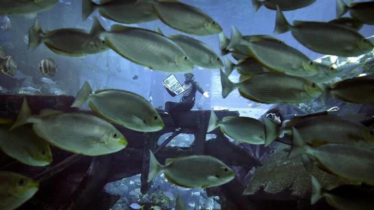 Ecoscope: Το online πρόγραμμα του ΑΠΘ για την παρατήρηση των θαλάσσιων οικοσυστημάτων