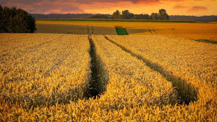 ΣΥΡΙΖΑ: «Όχι άλλο σανό κ. Τσιάρα»