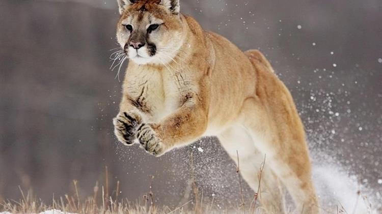 Νέα Υόρκη: Είχαν για κατοικίδιο κούγκαρ 80 κιλών