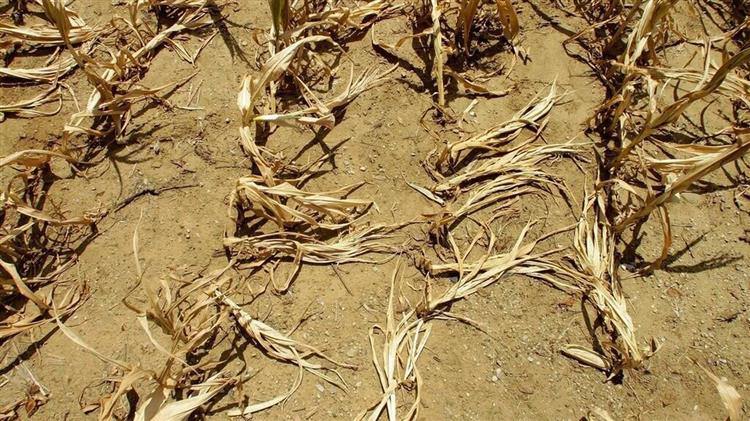 Bloomberg: Έρχεται πείνα παγκοσμίως…