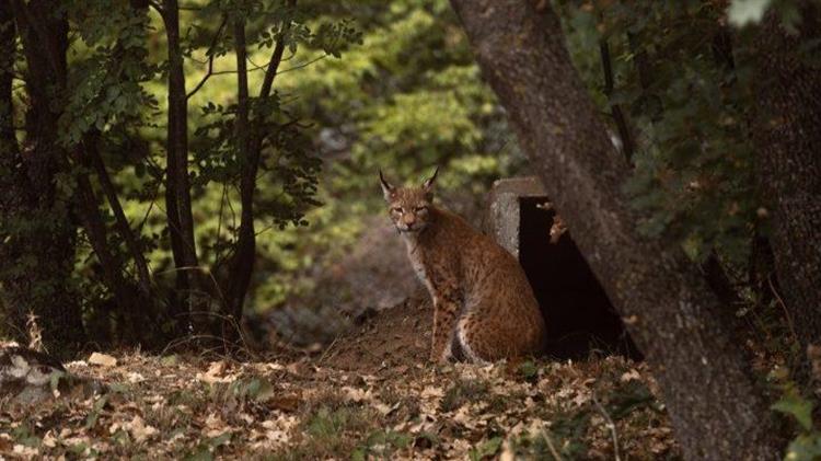 Λύγκας, το εξαφανισμένο στην Ελλάδα άγριο θηλαστικό, φιλοξενείται πλέον με τρία ζώα στον Αρκτούρο