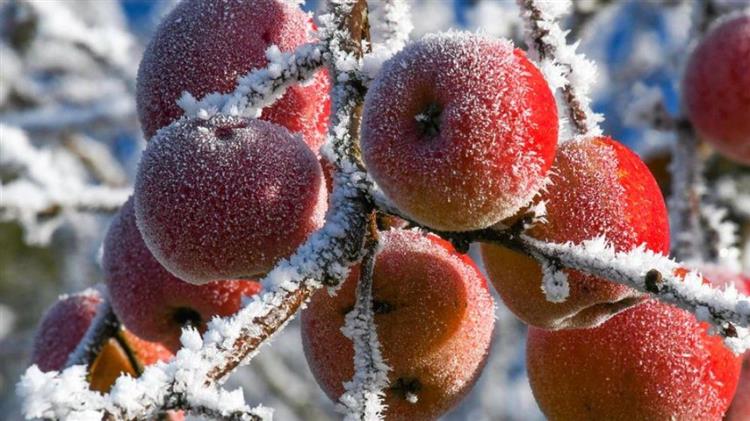 Παγετός: Mήνυμα στο κινητό των αγροτών για πρόληψη ζημιών 1,25 δισ.