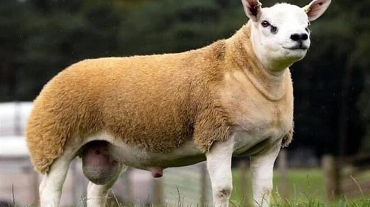 Tα πιο ακριβά κατοικίδια στο κόσμο