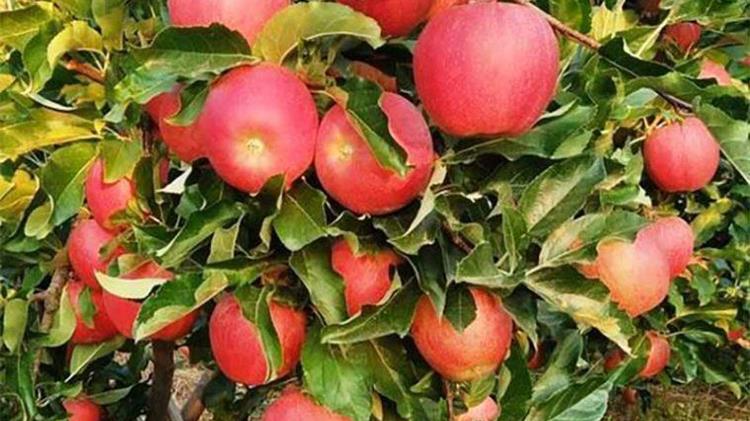 Τελιγιορίδου: «Να ενισχυθούν άμεσα οι μηλοπαραγωγοί της Καστοριάς»