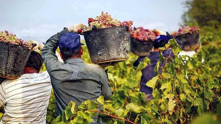 ΚΕΟΣΟΕ- Τρύγος Μοσχάτου Σάμου 2025: Μια ζωντανή  παράδοση