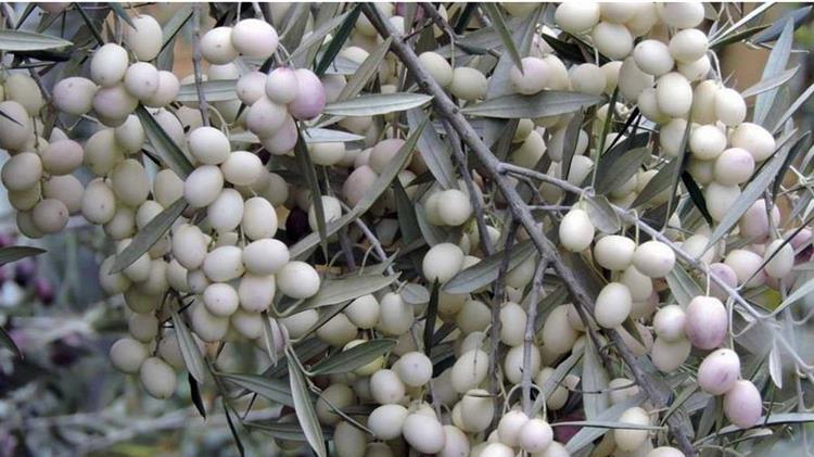 "Ασπρολιά" ως προϊόν "ΠΟΠ"