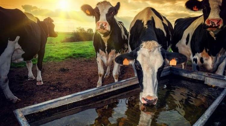 Οι ολλανδικές φάρμες λιγοστεύουν αλλά ο αριθμός των ζώων αυξάνεται