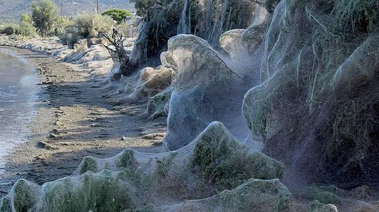 To «πέπλο της αράχνης» στο Αιτωλικό: Γιατί προκαλείται – Πώς θα διαλυθεί