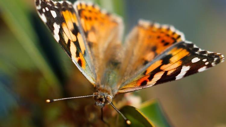 Οι πεταλούδες μειώθηκαν κατά 76% τα τελευταία 45 χρόνια – Γιατί ανησυχούν οι επιστήμονες
