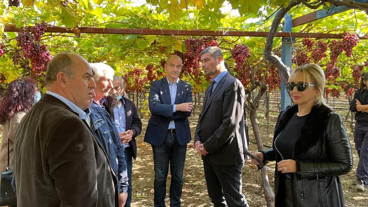 Ο αντιπρόεδρος του ΕΛΓΑ Νίκος Δούκας στις πληγείσες καλλιέργειες σταφυλιών Crimson