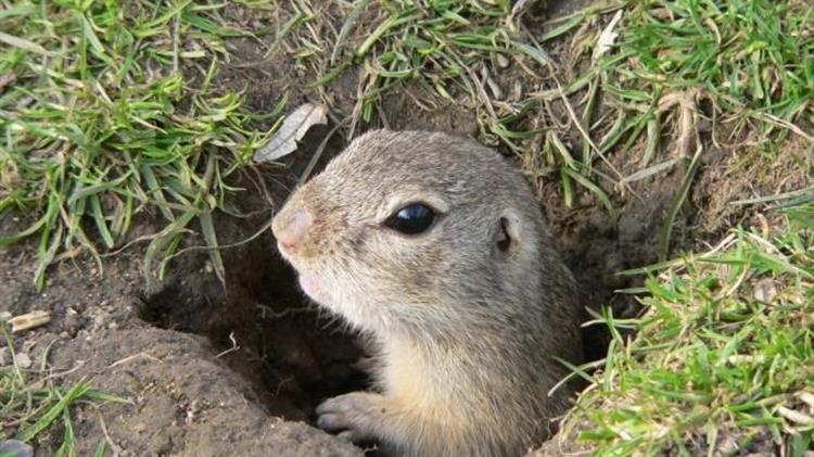 Καταφύγιο στη Λιμνοθάλασσα Καλοχωρίου έχουν βρει οι λαγόγυροι