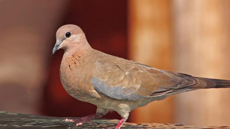 Ανακαλύφτηκε στη Λέσβο το φοινικοτρύγονο, νέο για την Ελλάδα αναπαραγόμενο είδος πουλιού