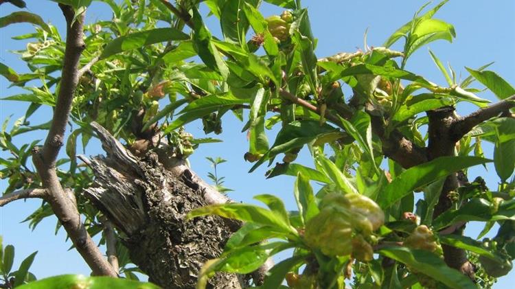Ασθένειες και εχθροί σε πυρηνόκαρπα