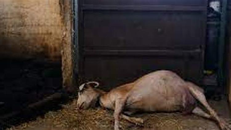 Σε Πύργο και Αγρίνιο παρουσιάζεται το πρόγραμμα περισυλλογής και διαχείρισης νεκρών παραγωγικών ζώων