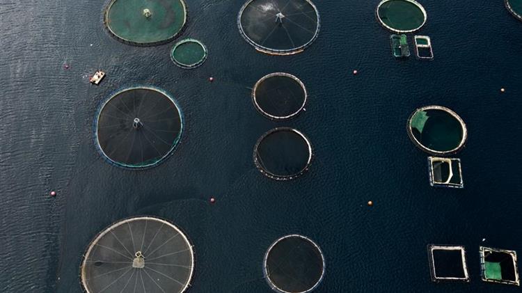 Compassion in World Farming calls out Best Aquaculture Practices for failing to improve farmed fish welfare