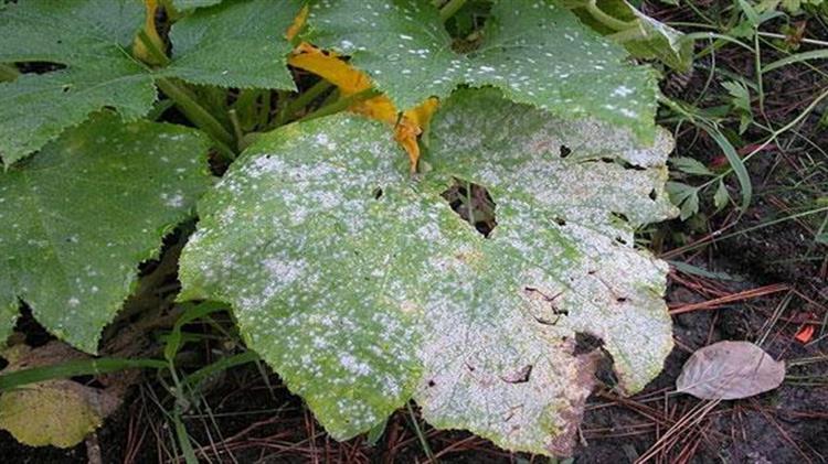 Ασθένειες στο υπαίθριο κολοκυθάκι