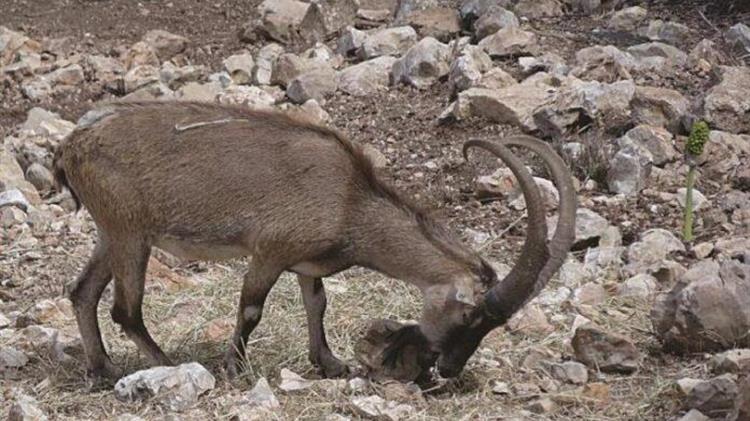 Άγνωστοι σκότωσαν θηλυκό κρι κρι εντός του Εθνικού Δρυμού Σαμαριάς