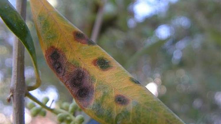 Κυκλοκόνιο Ελιάς: Προσοχή στις καιρικές συνθήκες και έγκαιρη αντιμετώπιση!