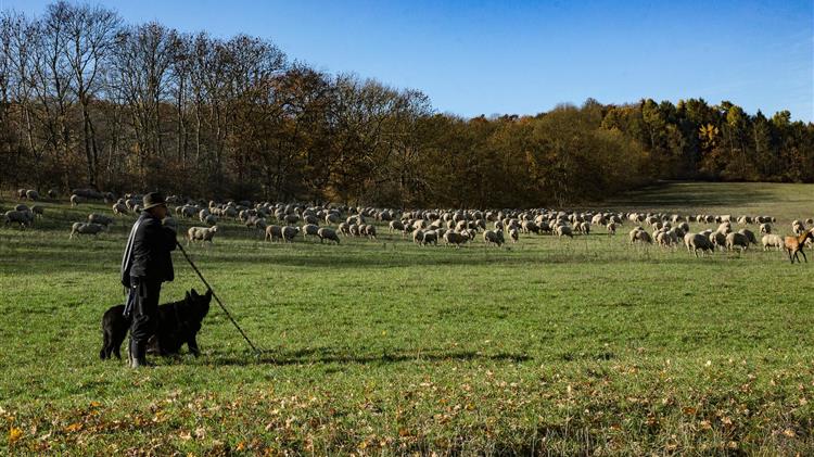 ΑΚΚΕΛ: Απόδοση σε πραγματικούς κτηνοτρόφους των ποσών που θα επιστραφούν από «μαϊμού» κτηνοτρόφους