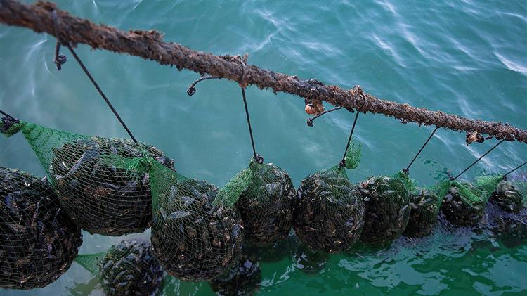 Άμεση ενίσχυση μυδοκαλλιεργητών