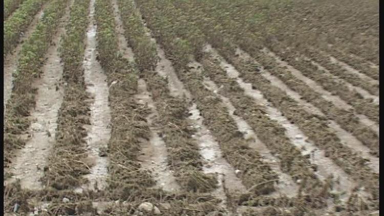 Κόκκαλης σε Αυγενάκη: Πληρώστε αμέσως τη συνδεδεμένη σε όλους τους πληττόμενους βαμβακοπαραγωγούς