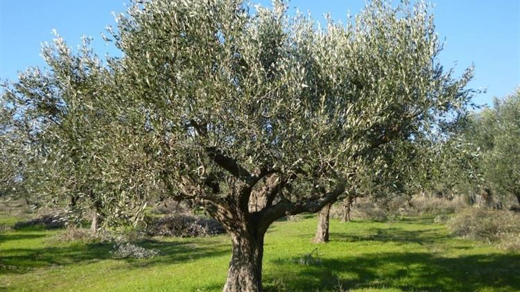 Απτόητοι «κλέφτες» ελαιόδεντρων ξήλωσαν 50 δέντρα από χωράφι στην Πέλλα