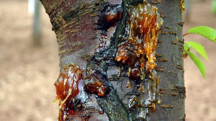 Γεωργικές Προειδοποιήσεις για τα Πηρυνόκαρπα