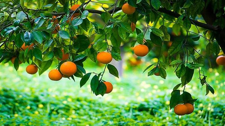 Γεωργικές Προειδοποιήσεις για τα Εσπεριδοειδή: Μύγα Μεσογείου και άλλα προβλήματα