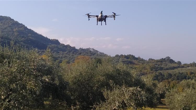 Ψεκασμοί με  drones  για την καταπολέμηση του δάκου της ελιάς