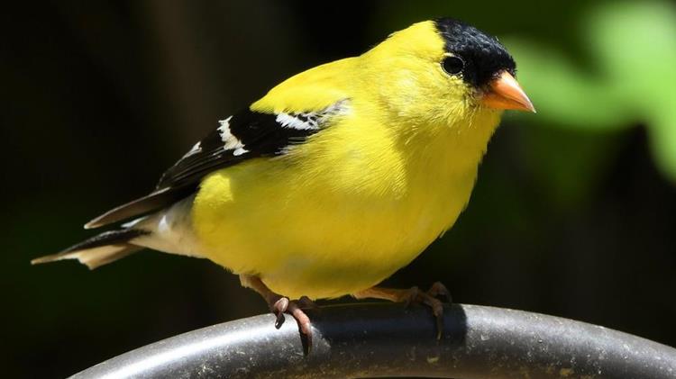 Συντονισμένη επιχείρηση  για την κατάσχεση άγριων πτηνών στον Σχιστό