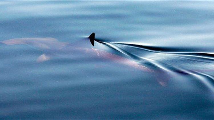 Βρέθηκε καρχαρίας στον Τάμεση του Λονδίνου