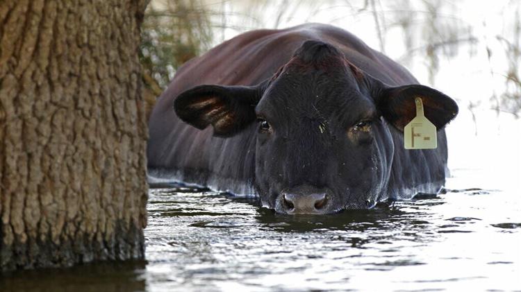 Καναδάς: Αγρότες έσωσαν δεκάδες αγελάδες από τις πλημμύρες με τζετ σκι