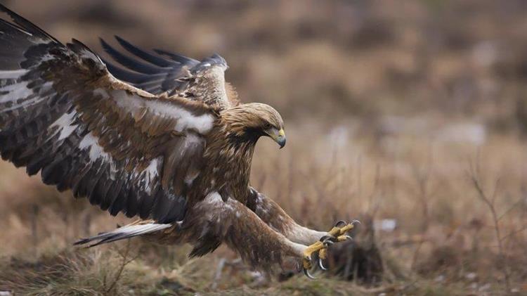 Εκτός ελέγχου η δηλητηρίαση των άγριων ζώων στην Ελλάδα