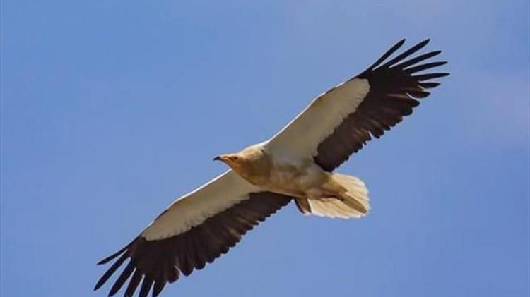 Σε έξαρση οι δηλητηριάσεις ζώων άγριας ζωής στην Ελλάδα - Ποια είδη απειλούνται με αφανισμό