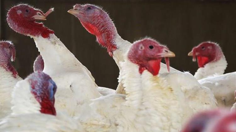 Παρέμβαση Χαρακόπουλου για ενίσχυση για αγορά ζωοτροφών και σε παραγωγούς γαλοπούλας