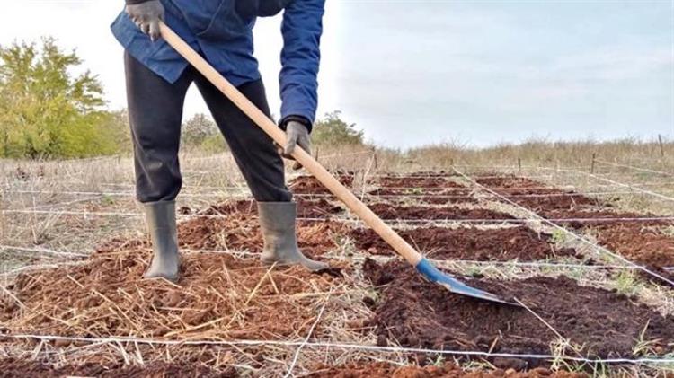 Θεσσαλονίκη: Έβαλαν το στάρι στον καφέ ως καλαμάκι και τώρα βάζουν τον καφέ στο χωράφι με το στάρι ως λίπασμα