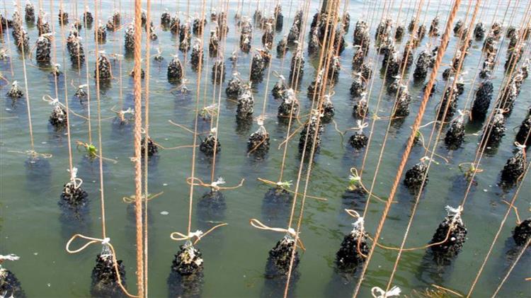 Μεγάλη καταστροφή μυδοκαλλιεργειών: Αίτημα για αποζημιώσεις από την πολιτεία