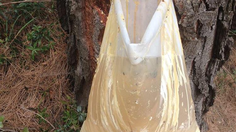 Βαγγέλης Αποστόλου: Να επεκταθεί και να συμπληρωθεί το κοινωφελές πρόγραμμα των ρητινοκαλλιεργητών της β. Εύβοιας