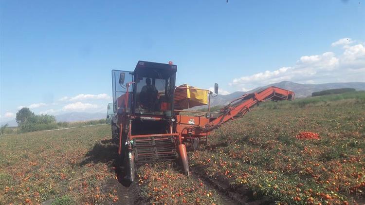 Δ. Νομικός: τιμές βιομηχανικής τομάτας 2022