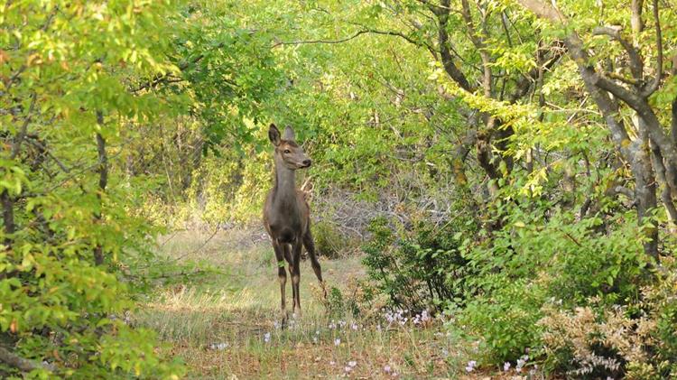 Θεσσαλονίκη: Ειδικός χώρος για ζαρκάδια και ελάφια στον «Αρκτούρο»