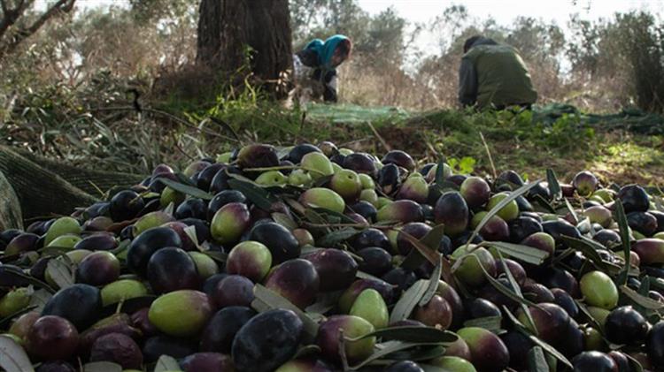 Βόρειο Αιγαίο: Παράταση αιτήσεων για καρπόπτωση