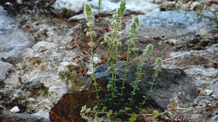 "Micromeria Acropolitaka", το αγριολούλουδο που φυτρώνει μόνο στην Ακρόπολη