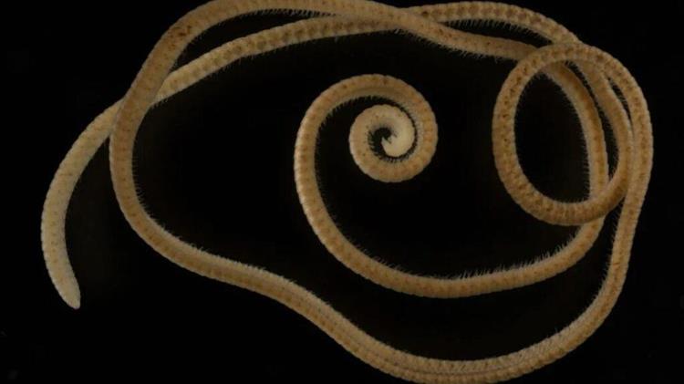 Ανακαλύφθηκε ζώο του «κάτω κόσμου» με 1.306 πόδια!