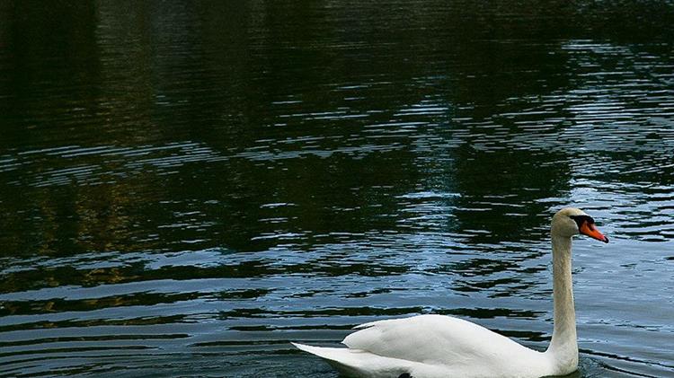 Έβρος: Κρούσμα γρίπης των πτηνών σε ημιθανή βουβόκυκνο