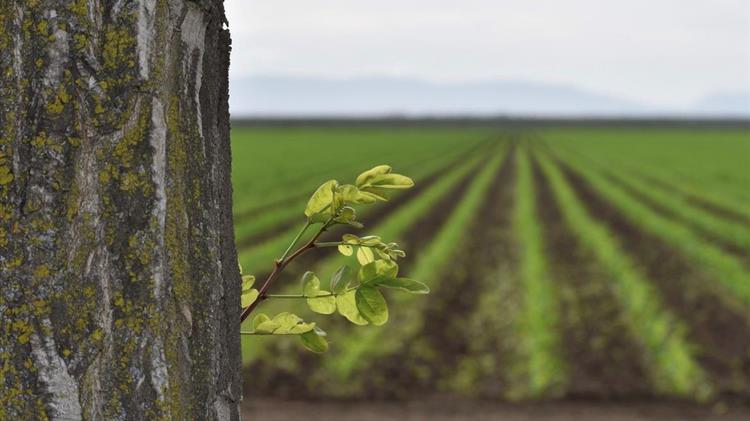 ΟΠΕΚΕΠΕ: Αλλάζει η διαδικασία των ελέγχων για τις επιδοτήσεις