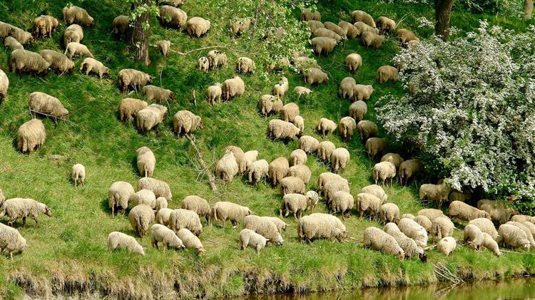 ΣΕΒΓΑΠ: Κατηγορηματικό «όχι» στον εμβολιασμό αιγοπροβάτων για την ευλογιά
