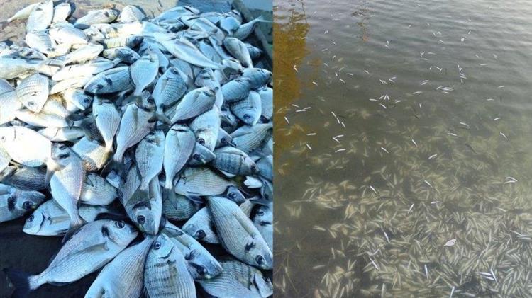 Ηγουμενίτσα: Χιλιάδες νεκρά ψαριά από το ψύχος στη λιμνοθάλασσα του Δρεπάνου