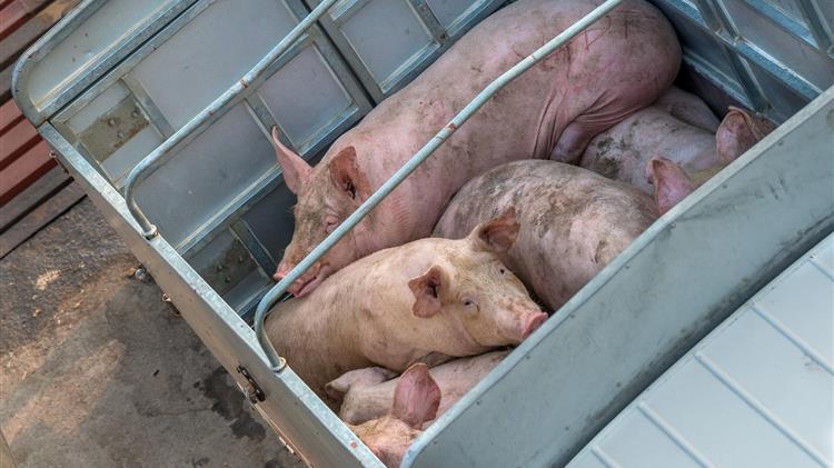 Μεταφορά ζώων: Το ΕΚ εντοπίζει συστηματικές αποτυχίες στην εφαρμογή των κανόνων